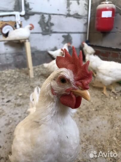 Молодые петухи