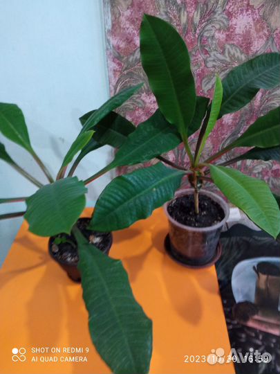 Молочай гребенчатый