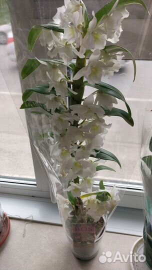Орхидея фаленопсис