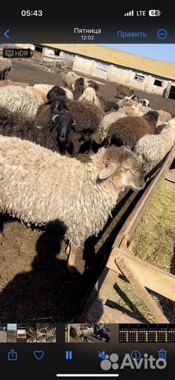 Ягнята баранчики