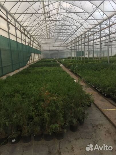 Бизнес на Тепличном комплексе