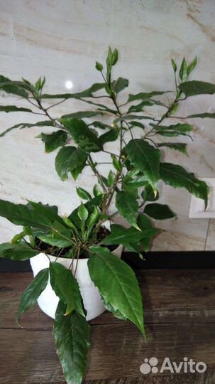 Олеандр махровый розовый Гибискус вариегатный