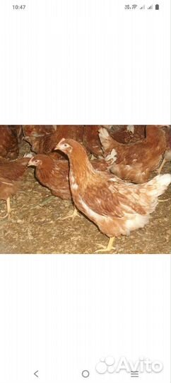 Куры молодые 4 мес