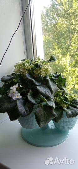 Продаю фиалки