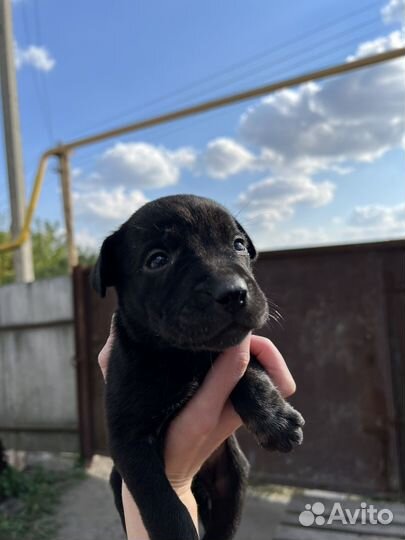 Щенки лабрадора