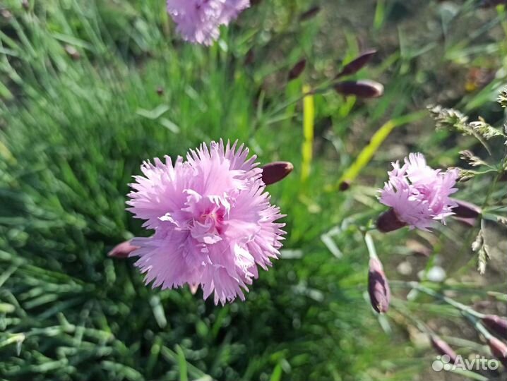 Почвопокровные растения