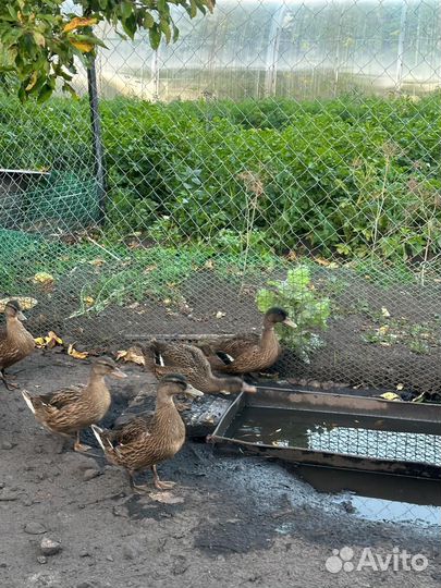 Дикая утка кряква