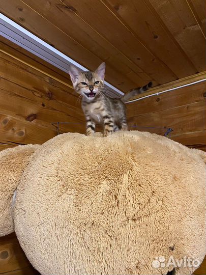 Кошка бенгалка