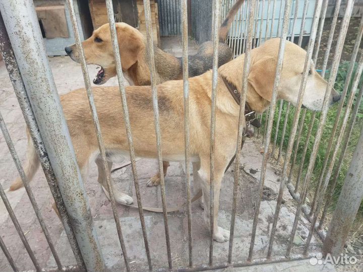 Щенки русской гончей