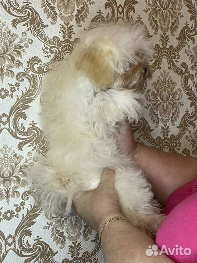 Мальтипу F1 девочка