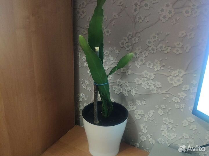 Дизококтус,Disokoktus