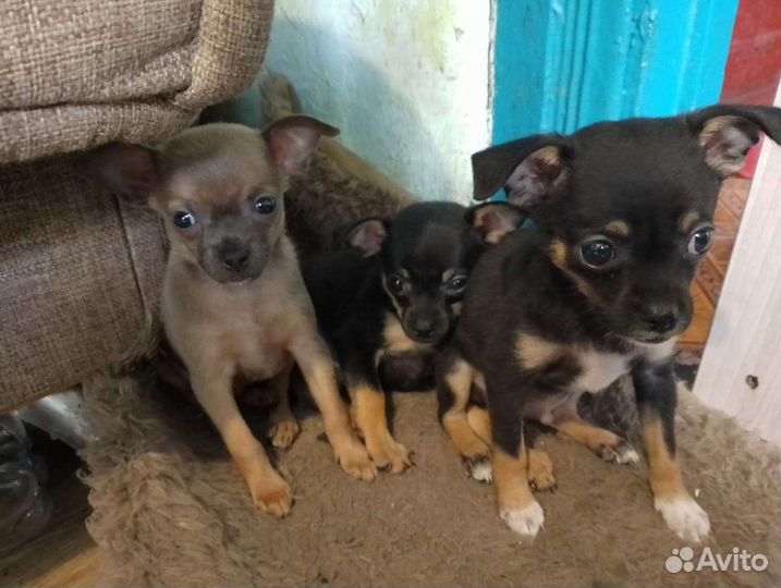 Той-терьер щенки