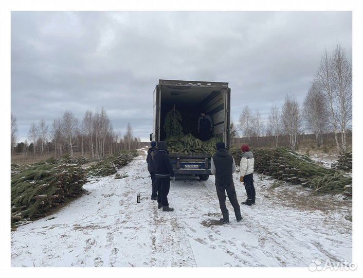 Сосна, ель, пихта, лапник