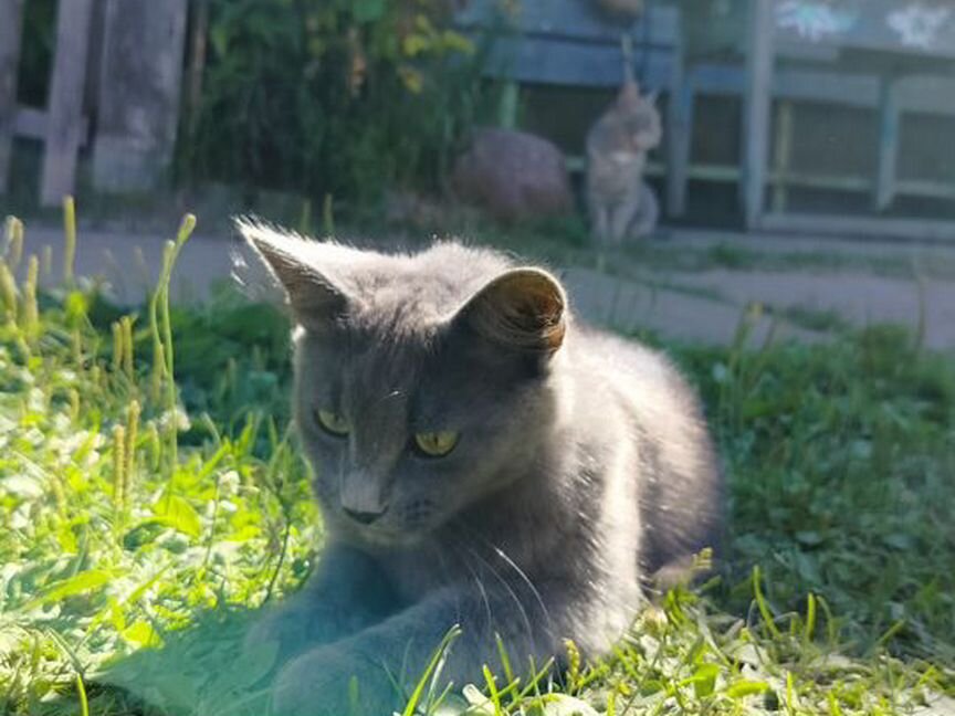 Пристраиваю кота и кошку