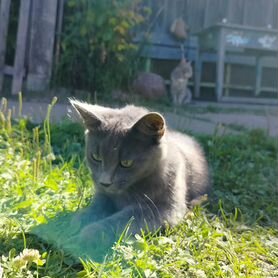 Пристраиваю кота и кошку