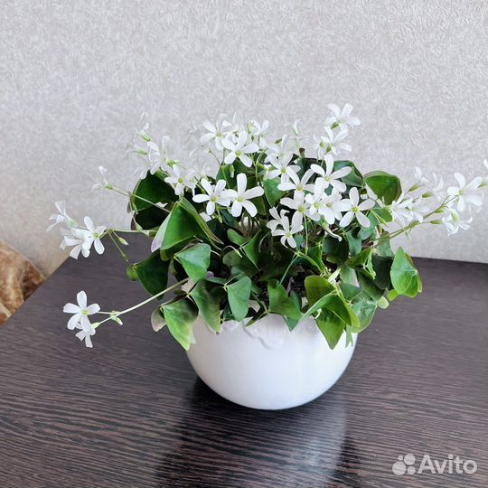 Оксалис. Кислица