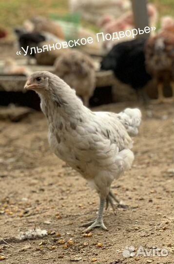 Молодки и молодые петушки
