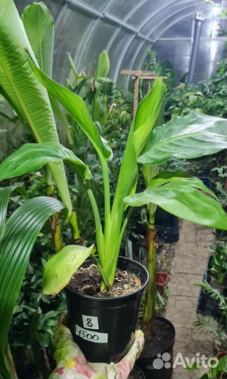 Стрелиция Регина Королевская