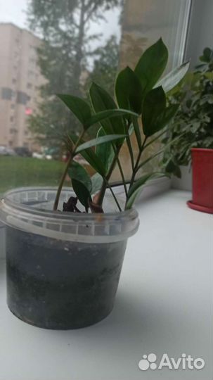 Замиокулькас