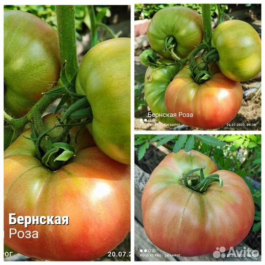 Семена сортовых томатов