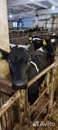 Бычки телята