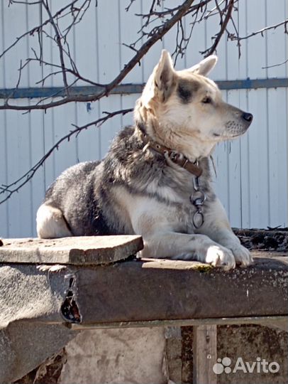 Отдам в хорошие руки