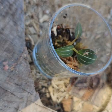 Лудизия двуцветная