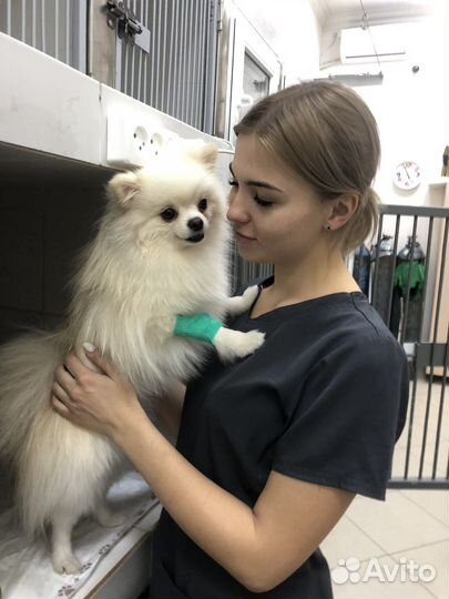 Ветеринар на дом. Ветеринарный врач