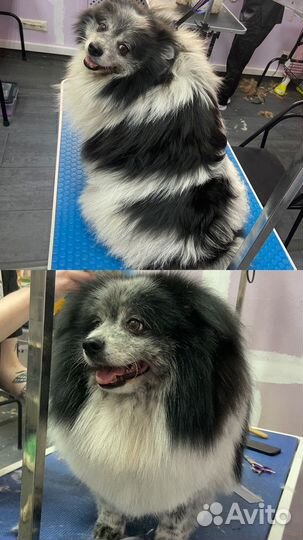 Грумер стрижка собак с выездом на дом