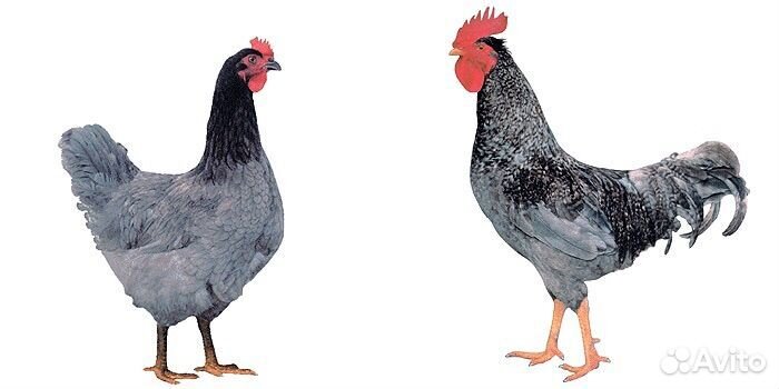 Доминант 107