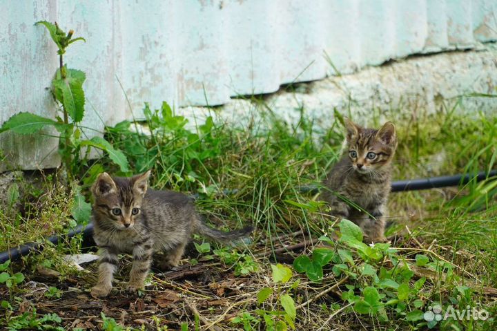 Отдам котят в добрые руки