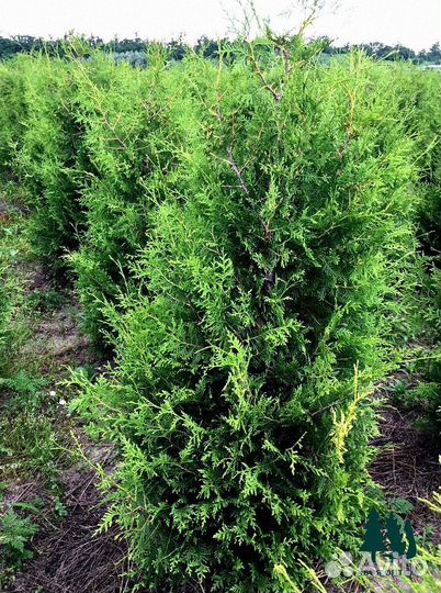 Туя брабант 5,8м и др