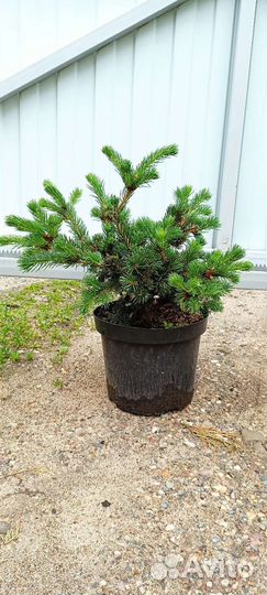 Ель с цветным приростом (читайте описание)