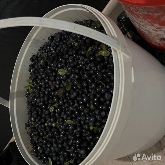 Черника свежая