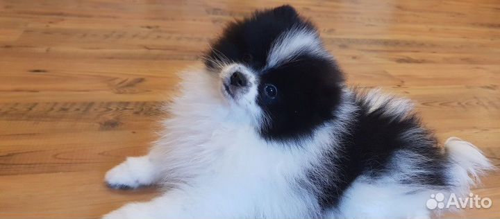 Щенки шпица мини