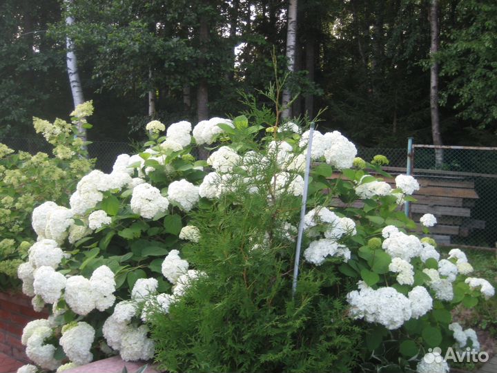Гортензия древовидная