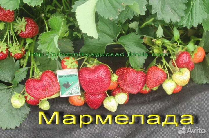 Саженцы Клубники Мармелада и Азия