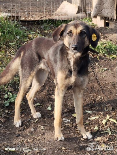 Собака в добрые руки