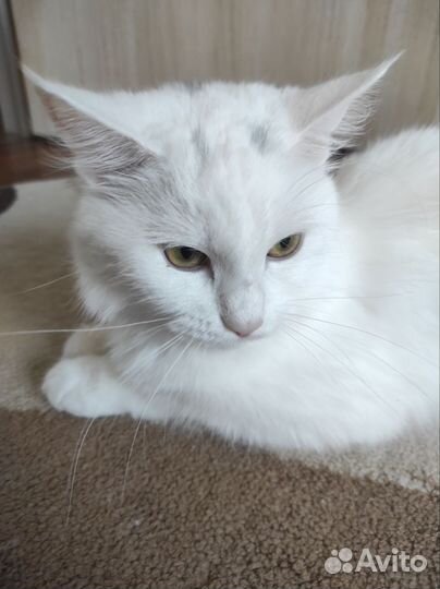 Кошка смесь с мейкуном