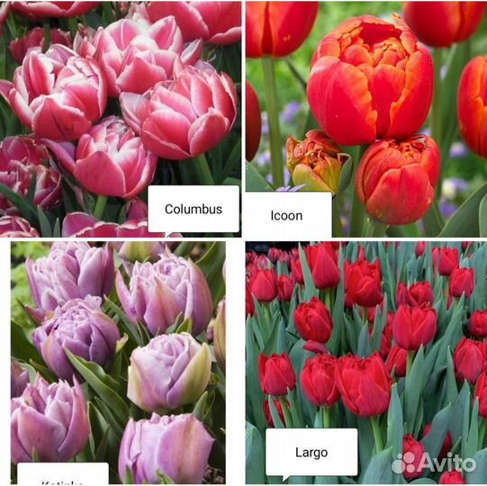 Луковицы тюльпанов махровые