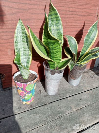 Сансевиерия