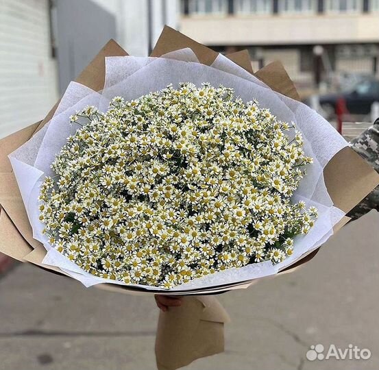 Цветы ромашки