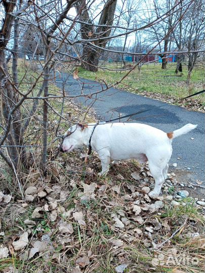 Вязка кобель джек рассел