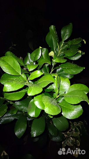 Черенки Помело Вьетнамское