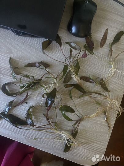 Прополка криптокорина