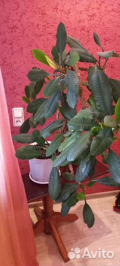 Молочай ребристый