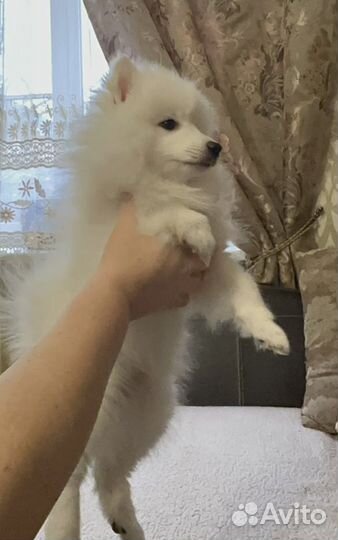 Японский шпиц