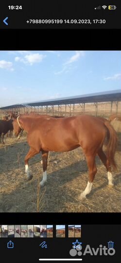 Донская лошадь