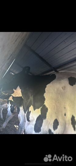 Крс Быки Коровы