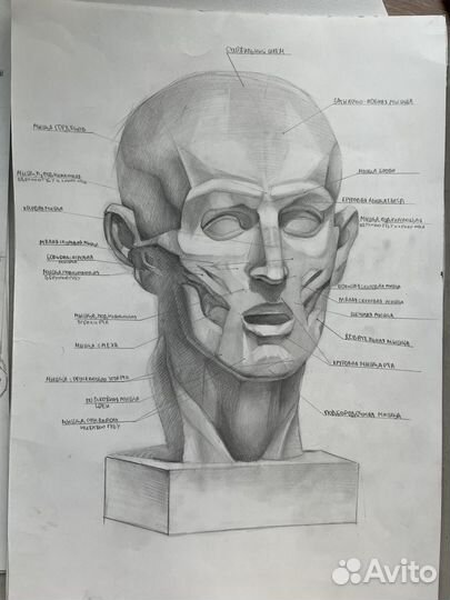 Анатомия 24 рисунка